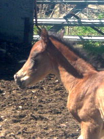 KAGEEGOOD.jpg
